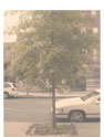 Tree 10
