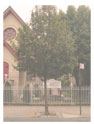 Tree 6