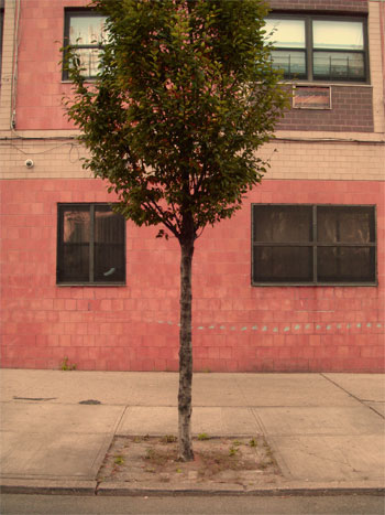 Norway Maple