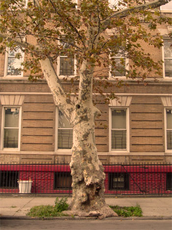 American Sycamore